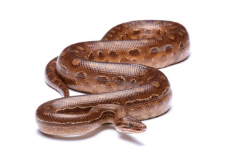 Epicrates crassus - Rainbow boa - 05
