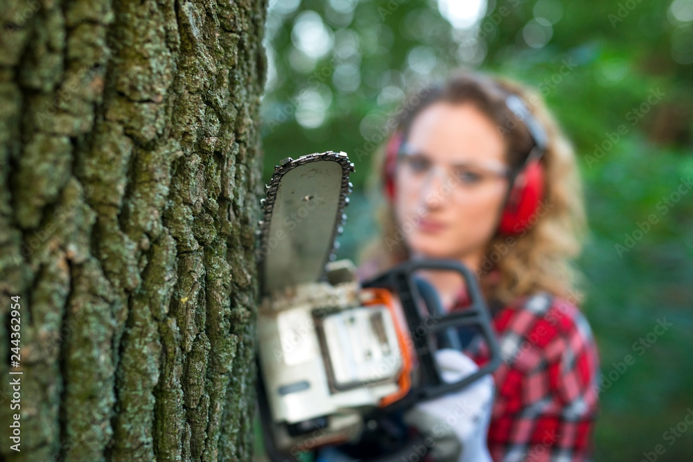 Wall mural lumberjack cutting tree in the forest. focus on chainsaw.