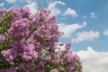 lila blühender Fliederbusch, blauer Himmel mit Wolken