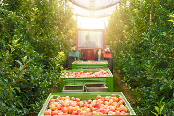 Harvesting apple fruit in green orchard. Pile of freshly harvested organic apples. Healthy eating...