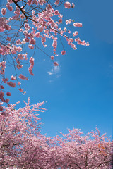 rosa Kirschbaumzweige und blauer Himmel mit Freifläche