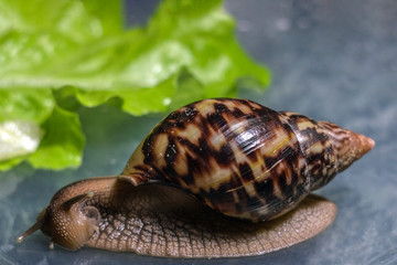 A large brown snail ahatina. green leaf lettuce on the background