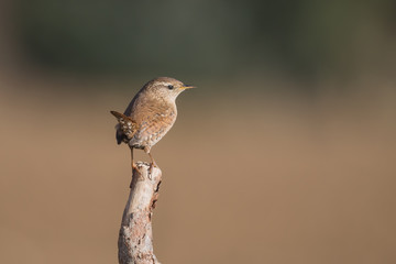 Scricciolo comune (Troglodytes troglodytes)