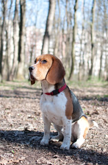 Male beagle dog sitting in the park