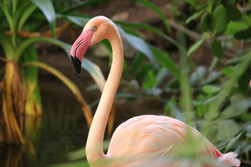 Rosaflamingo, Greater flamingo