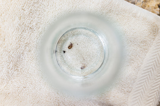 Macro Flat Top Closeup Of Two Large Lone Star Ticks In Glass Jar Cup Engorged With Blood On Table And White Towel