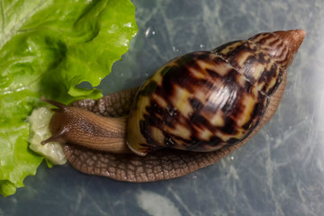 Achatina snail eating cucumber on a green leaf background top view