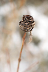 Nahaufnahme Winterpflanze im Wald