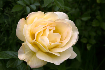A huge yellow rose Bukamer in the summer garden