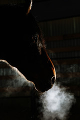 Silhouette of a gray Andalusian horse with long mane and steam from nostrils isolated on black...