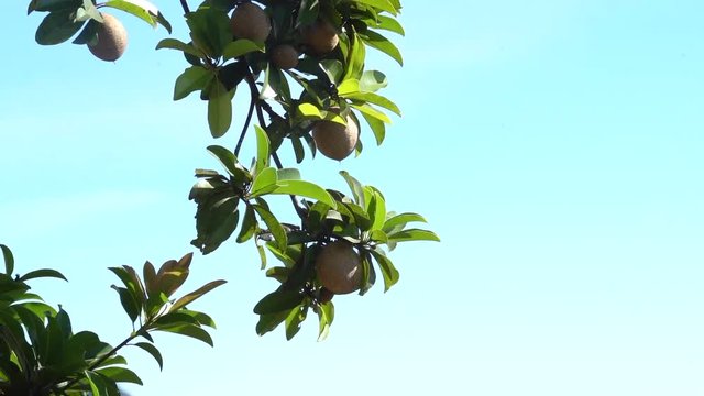 Fresh Sapodilla on the tree, sapodilla plum,