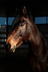 Fototapeta na wymiar An elegant brown horse in studio