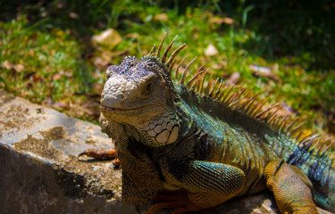 iguana