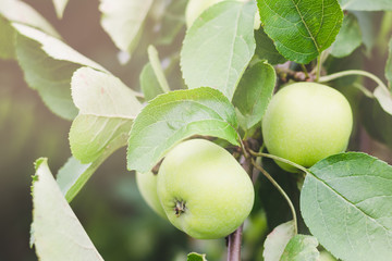 Unripe green apples on a tree branch on a summer sunny day
