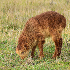 Sheep in the pasture