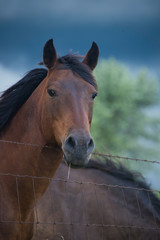 Fototapeta premium portrait of a horse