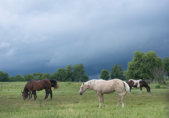 horses in the field