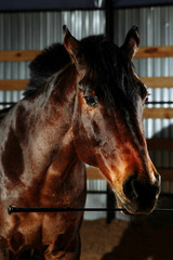 Obraz premium brown horse in the arena holding a whip. Studio light