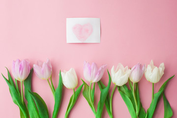 White and pink tulips on a pink background. Conception of Women's Day, Valentine's Day, Mother's Day, Spring. selective focus