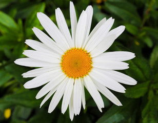Fototapeta premium Flowers