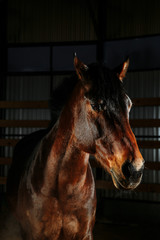 Obraz premium Portrit eleganckiego brązowego konia ze światłem studyjnym