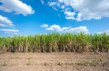 Obraz premium sugarcane plant, field with spring sky landscape.