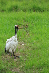 日本の丹頂（タンチョウ）