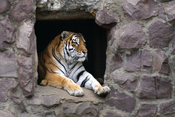 Sumatran tiger at the Moscow zoo