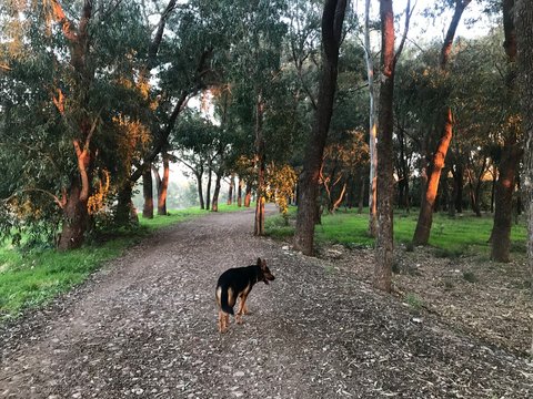 Paseo