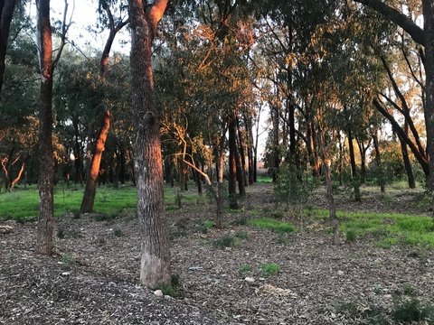 Arboles