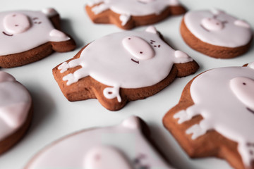 Delicious homemade gingerbread cookies in a shape of pig 2019 new year.