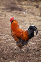 red cock on the field