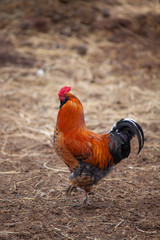 red cock on the field