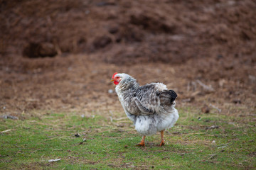 chicken on the field