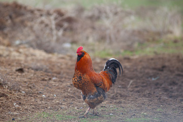 red cock on the field