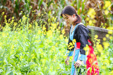 Lovely Hmong girl in the vegetables field