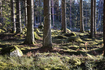 Tree trunks in a mossy forest