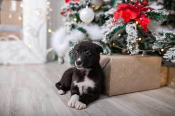 Fototapeta na wymiar puppy under the Christmas tree