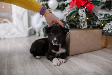puppy under the Christmas tree
