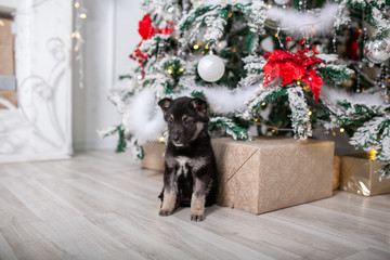puppy under the Christmas tree