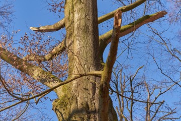An old tree veteran. The beech stands in a nature reserve