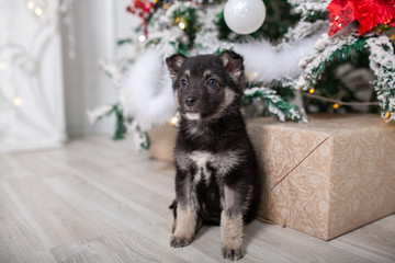 Fototapeta na wymiar puppy under the Christmas tree