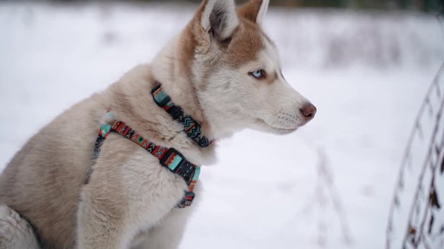 Portrait of a Siberian Husky puppy close-up on a walk with the owner outside the city in winter. Slow Motion. 100 fps. Sony A7III