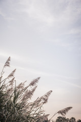 Obraz premium Natural background of green grass and sky. Selective focus.