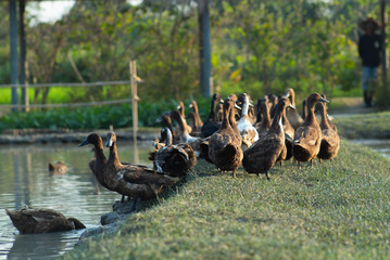 Selective focus on group of ducks in the rice field. Organic farming concept