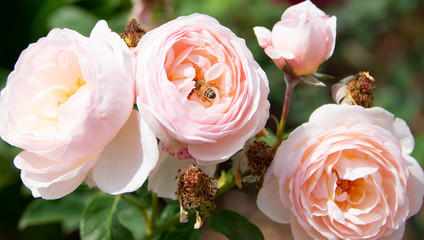 Pink roses with bee, bride gift, wedding card.