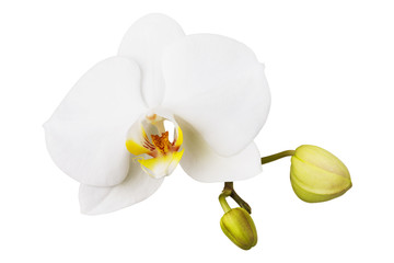 Blooming white orchid isolated on white background