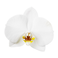 One white orchid flower isolated on background, closeup