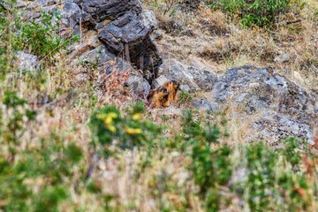 Naklejka na ściany i meble groundhog in the mountains. marmot. alpine.