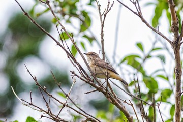 bird on the tree. bird on a branch